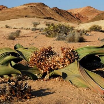 Welwitchia Mirabilis Oonakukwatwa noWelwitchia mirabilis tava kala mongali