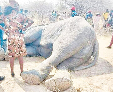 Kulwanisa komano ya lifolofolo ni batu kiswalisano 