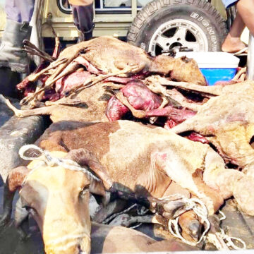 livestock grazing Epeya: Uulithilo wa hanagulwa po, iimuna ya si