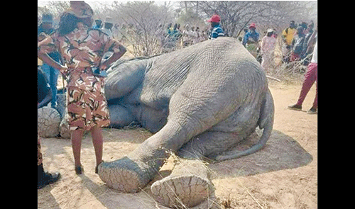 Omusati menacing elephant euthanised
