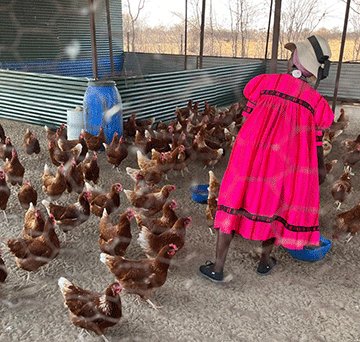 Poutry-Farming Shokoukweni kashidjuu…opoloyeka yeexuxwa ya nyumuka