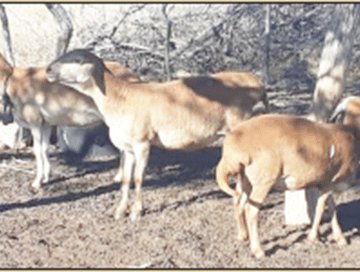 Screenshot-2025-10-10-at-11.30.27-AM Ehi momahi wa kangamwa Orehi