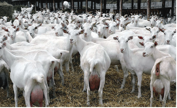 Dairy goats in brief: Saanen