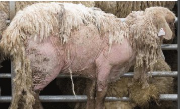 Prevent your sheep against scab