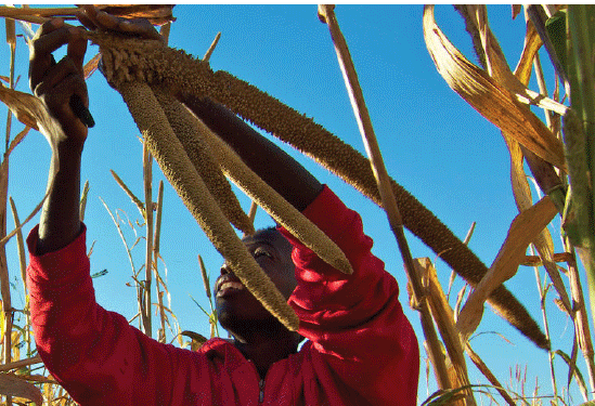 Mahangu – the wonder millet 