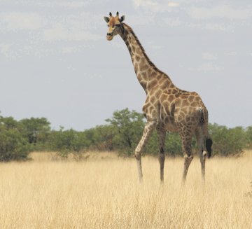 Fund commits millions to repairing vehicles