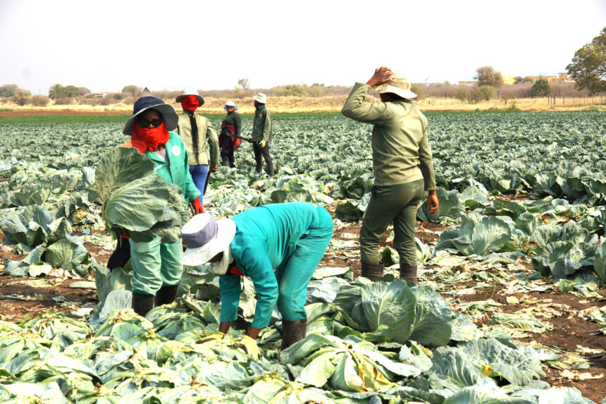 Agribank collaborates with AMTA to empower farmers …food production, employment creation prioritised 