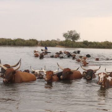 Kavango East vaccinates thousands of cattle