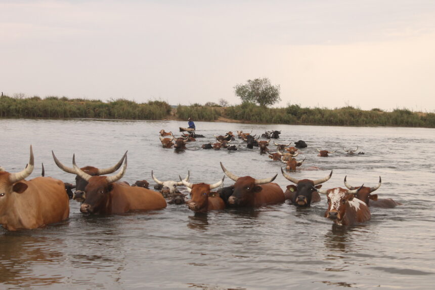 Kavango East vaccinates thousands of cattle