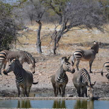 Tourism sector faces ‘collapse’ … Govt silence frustrates industry 