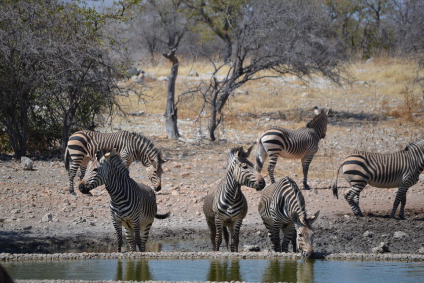 Tourism sector faces ‘collapse’ … Govt silence frustrates industry 