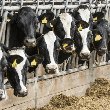 Farmers Dairy producers discuss surviving strategies