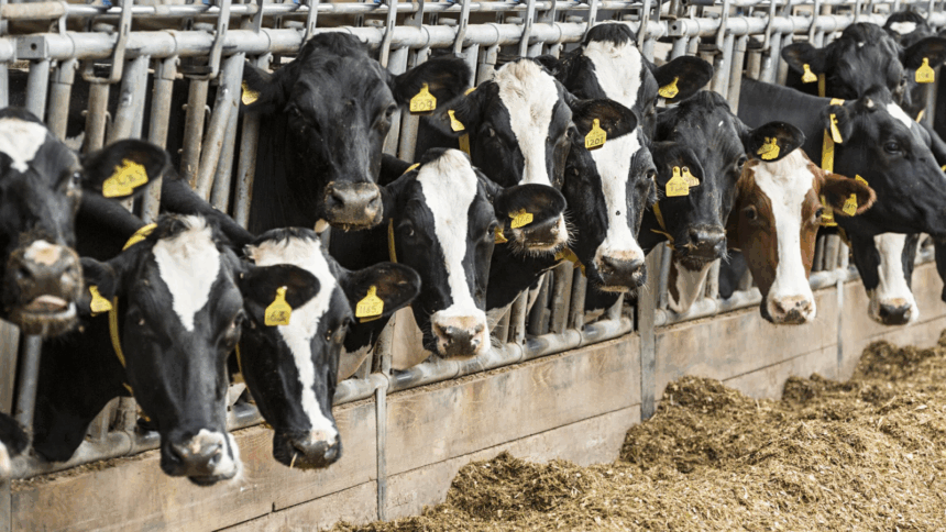 Farmers Dairy producers discuss surviving strategies