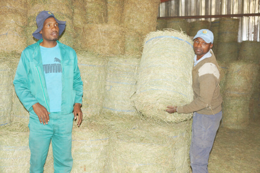 Farmers’ Kraal with Erastus Ngaruka – Farmers must know, understand grasses