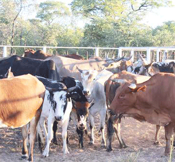 Va dimbulukifwa omilandu domukifi wekondo nelaka 