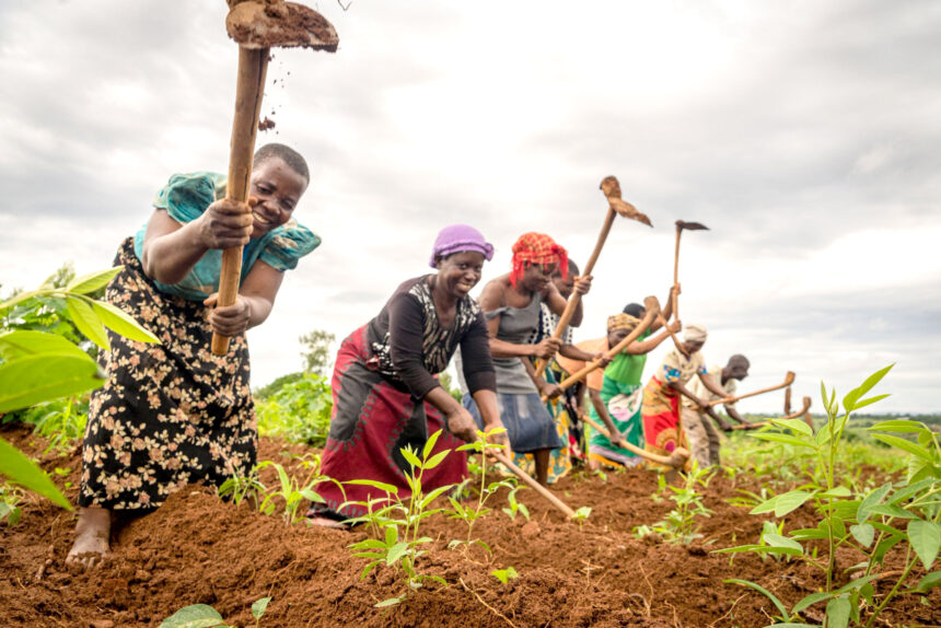 Govt earmarks N$34m for rain-fed agronomic projects