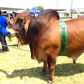 Kavari’s golden advice to stud breeders …hails the Red Brahman