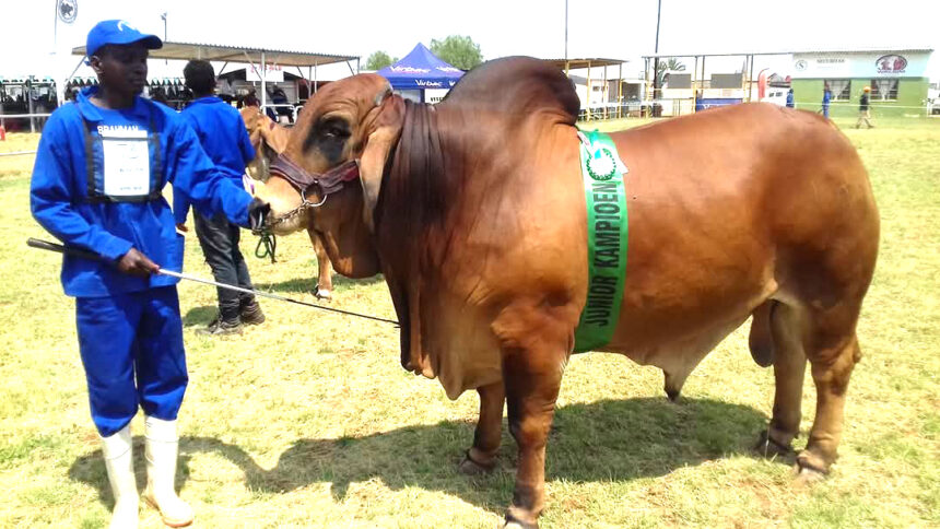 Kavari’s golden advice to stud breeders …hails the Red Brahman