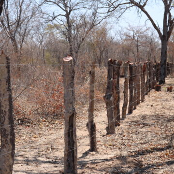 Traditional leaders must consult before allocating land