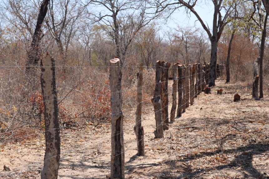 Land Traditional leaders must consult before allocating land