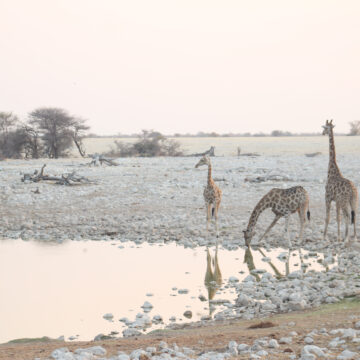 NTB Award NTB wins 2025 Lonely Planet Award