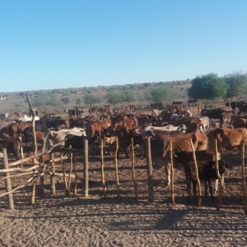 Livestock theft strips Omaheke economy of millions