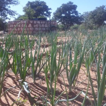 Good rains reignite hope in Omaheke