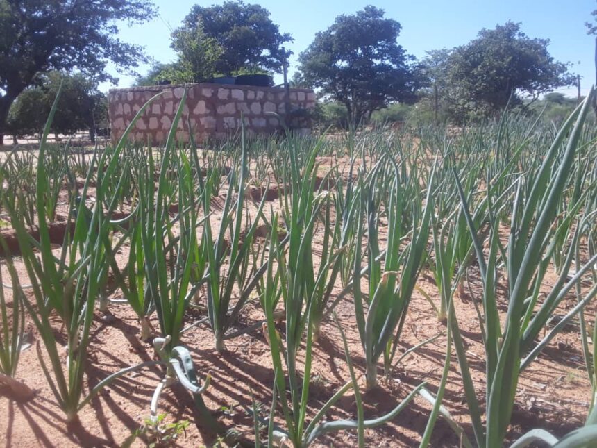 Omaheke Farmers Good rains reignite hope in Omaheke