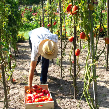 Plot Plot to Plate offers open-access video to boost food security