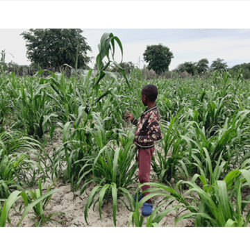 Recent rain rekindles hope 