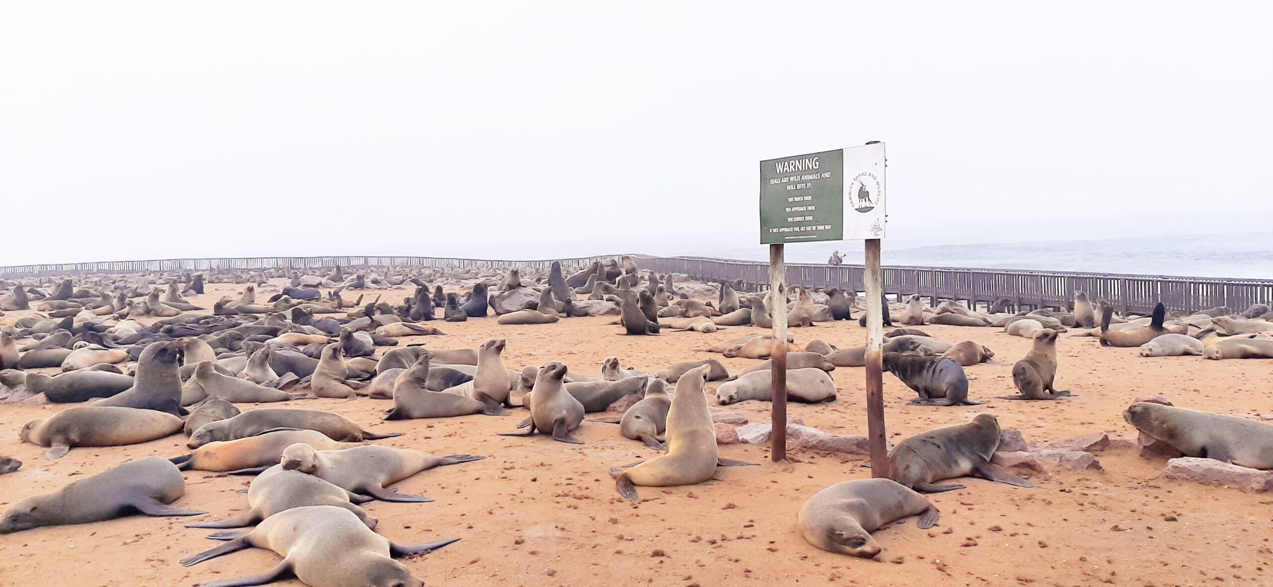 Govt ponders over seal industry