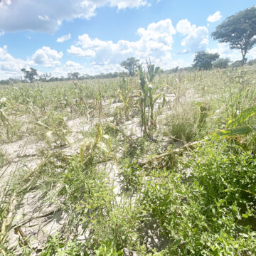 Zambezi Zambezib ge !aedan khoraǂuisens !gomsib xa !namihe hâ