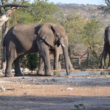 elephants Elephants instil fear among Kabbe residents