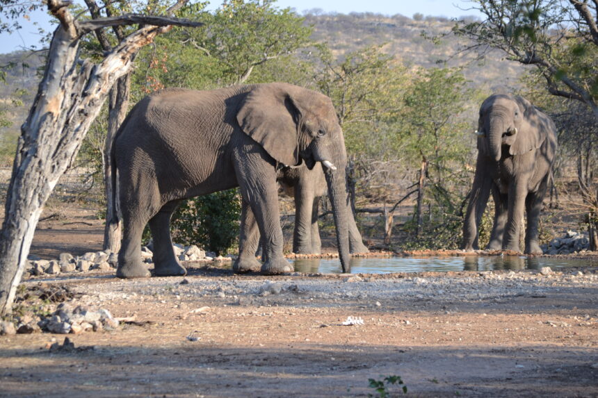 Elephants instil fear among Kabbe residents