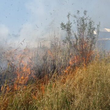 Fire destroys 2 million hectares each year