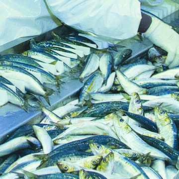 fishing-1-1 Illegal fishing to attract hefty fines