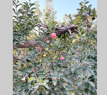 Desert to oasis …how Aksu defied odds