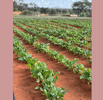 Green-Scheme Rising electricity costs threaten green schemes