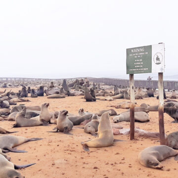 Seals - Copy1 Govt ponders over seal industry