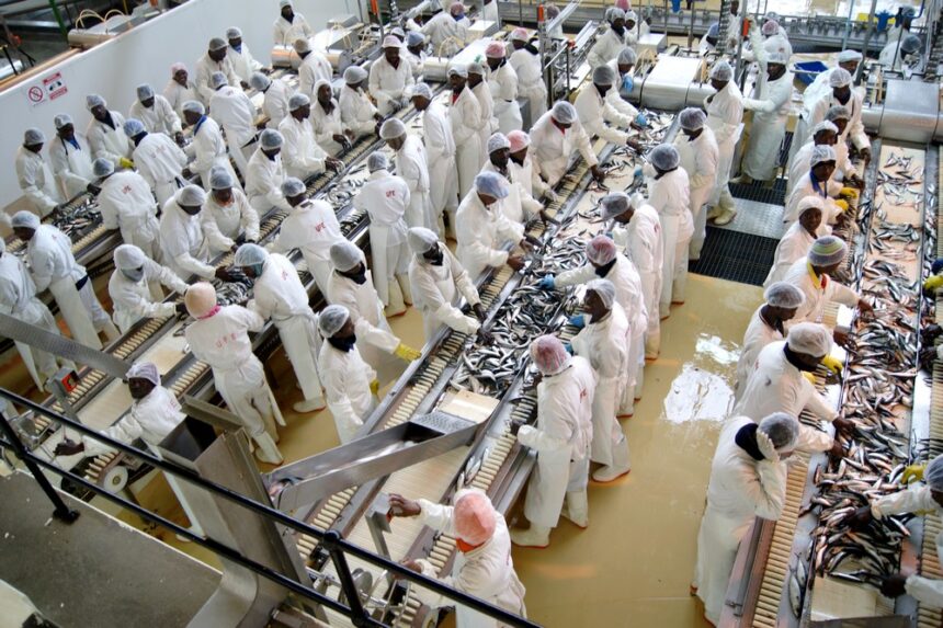 Quota auctions will not result in another ‘Fishrot’ …Namibia needs dwindling foreign currency