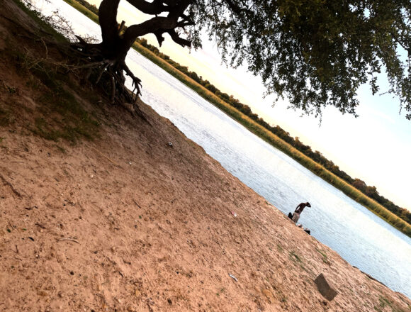 Crocodile jpg Kavango: The river of life and death …community torn between survival and tragedy