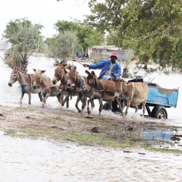 Donkey Lifeline Eendjila da tetwa ko komeva moshitukulwa shaShana …ovanangeshefa voutemba weendongi tava palula