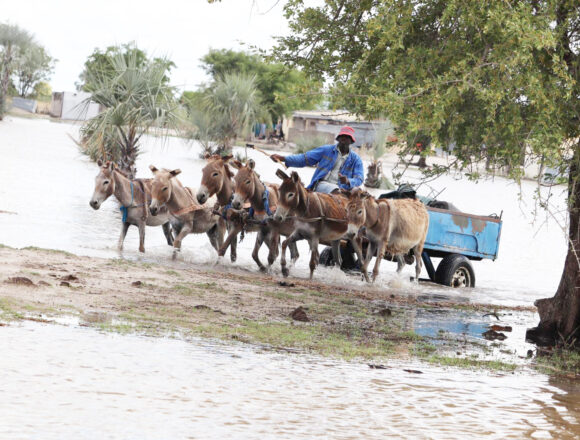Donkey Lifeline Donkeys provide lifeline to flooded areas