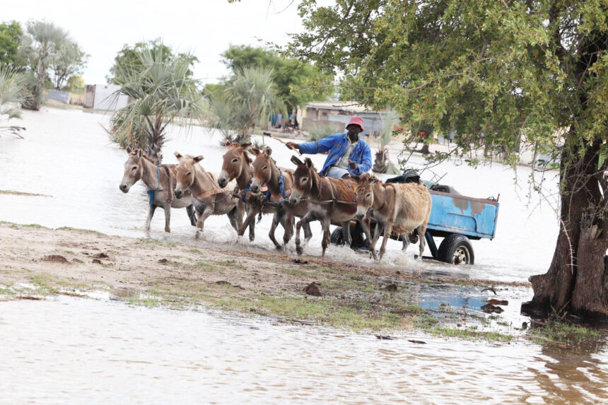 Donkey Lifeline Eendjila da tetwa ko komeva moshitukulwa shaShana …ovanangeshefa voutemba weendongi tava palula