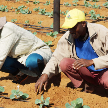 Farmers’ Kraal with Hanks Saisai – Benefits of crop producers registering their businesses