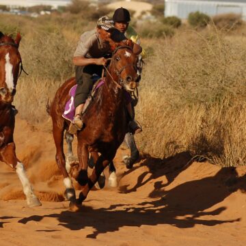 Horses jpg Okamatapati horse race cancelled