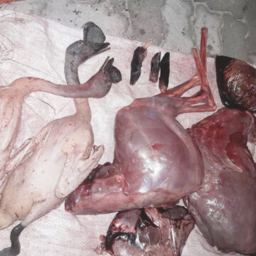 IMG-20251211-WA0022 Muuna utamelwa kuzuma isi kamulao