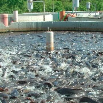 Income can also be generated from inland fisheries – Kawana