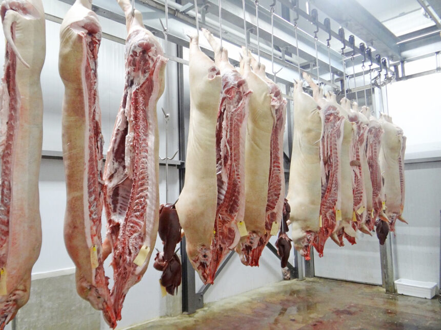 Local abattoirs slaughter 4 655 pigs …as cattle exports decrease by 25%