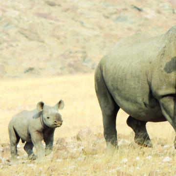Nam Rhinos Nam’s rhino horn trade plea hits snag